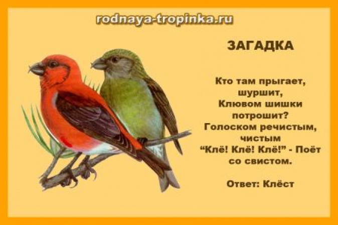 Рисунок птицы и стих к ней Рисунок птицы и стих к ней