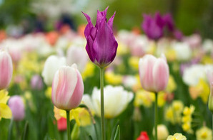 Президент объявил выходными с 1 по 10 мая включительно